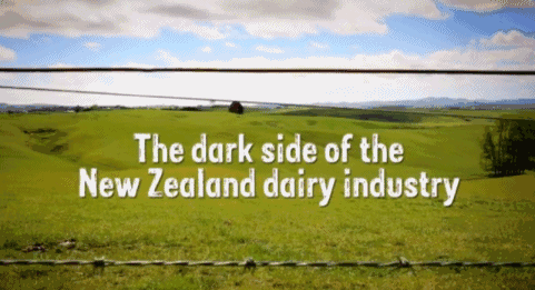 一杯牛奶的代价: 这个偷拍新西兰奶牛的视频近期震惊了世界