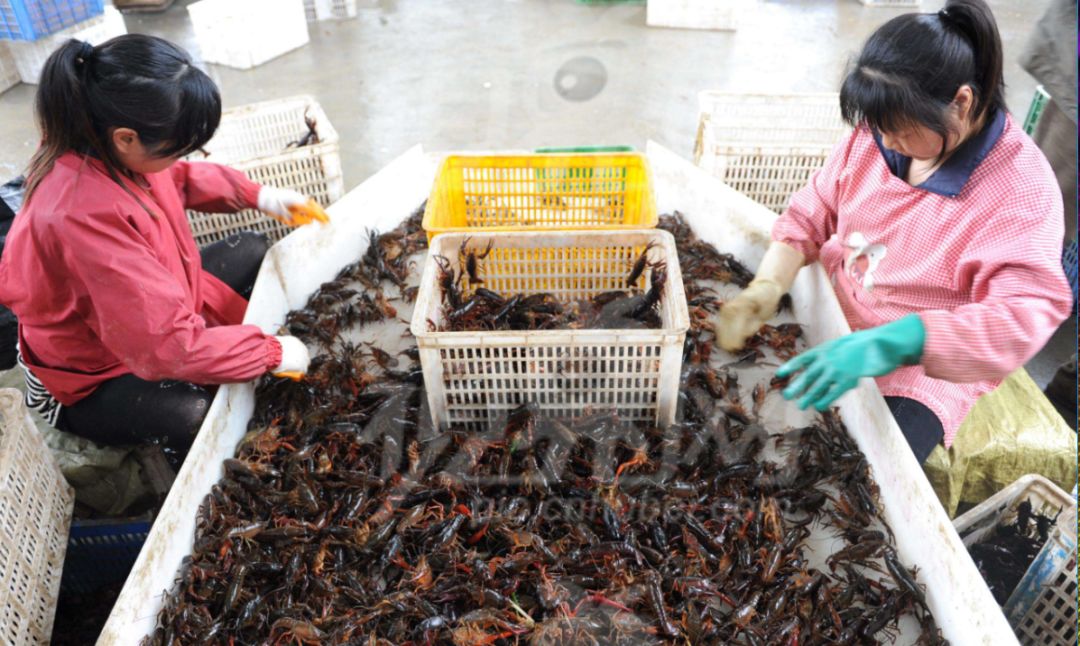 小龙虾的致命真相：全世界都不敢吃，中国人却还被蒙在鼓里！